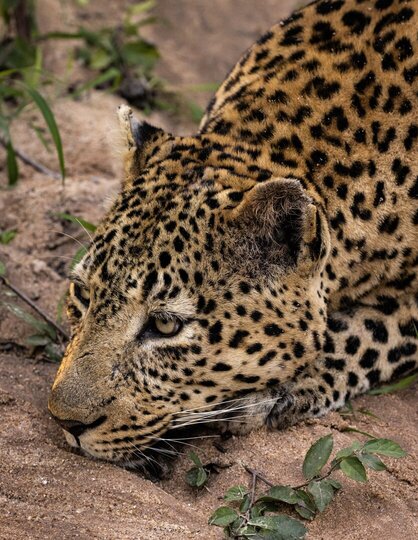 Ulusaba_Cliff 1030