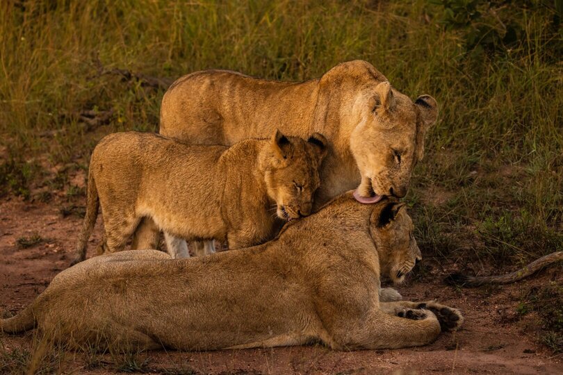 Ulusaba_Cliff 1030