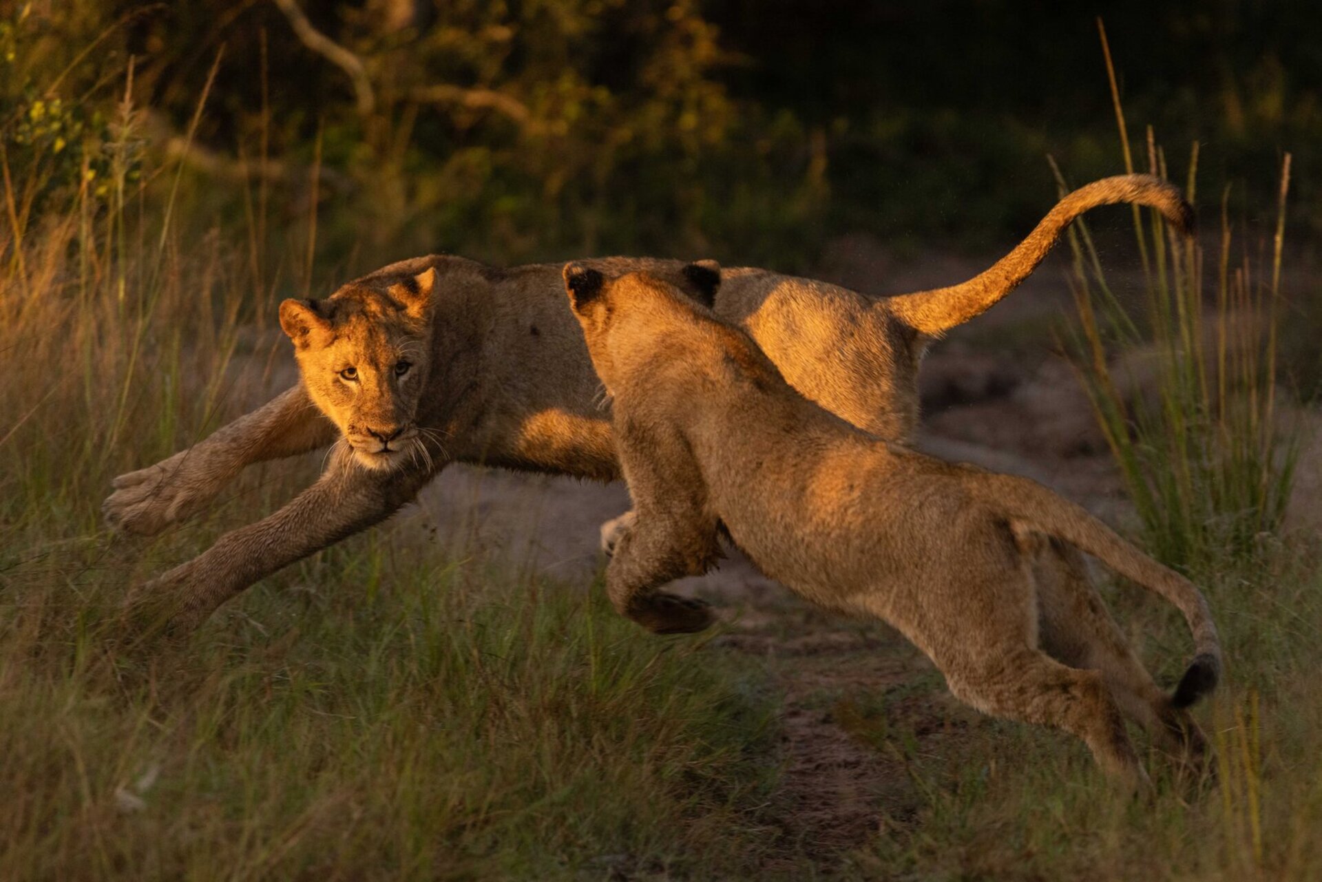 Ulusaba_Cliff 1030