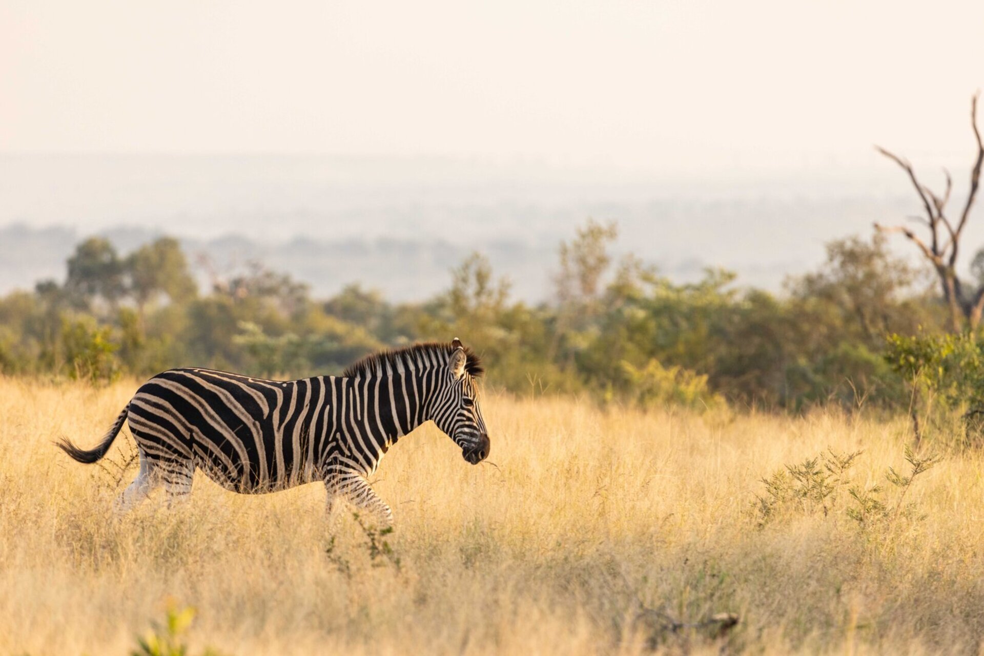 Ulusaba_Cliff 1030