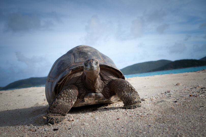 Ocean Breeze Balinese Suite 1008