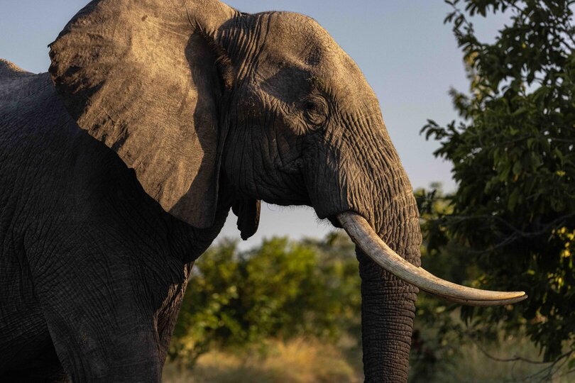 Family Suite with Bush Views, Rock Cliff 1049