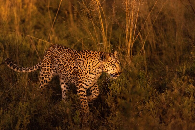 Private Safari Escape 1054