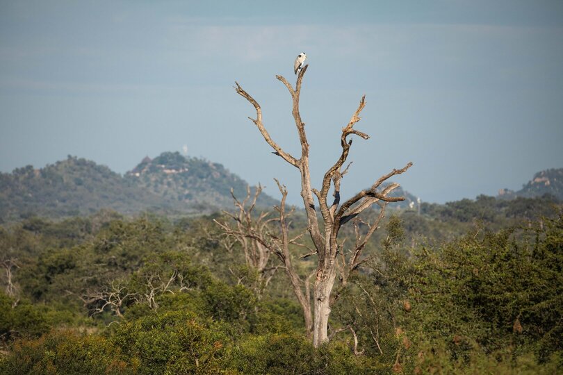 Private Safari Escape 1054